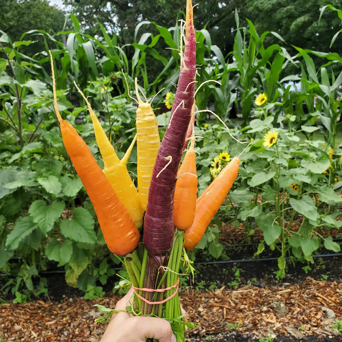 Carousel House farm multi colored carrots